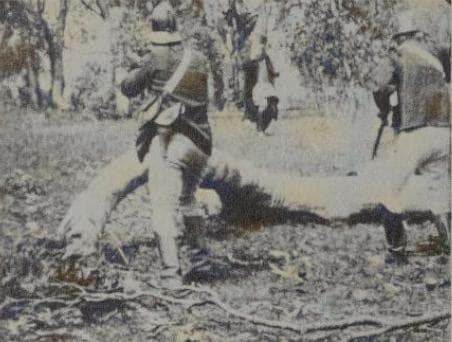 The Story of the Kelly Gang photo