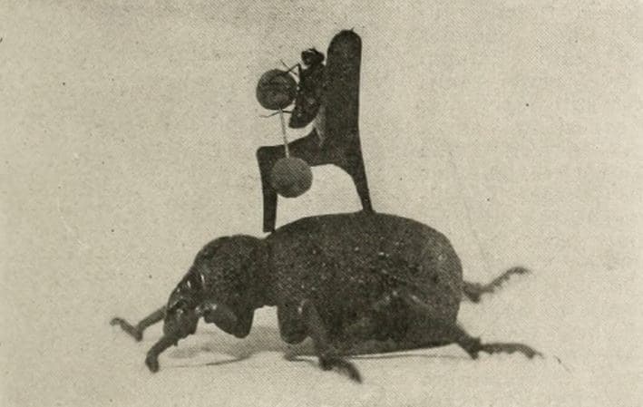 The Book of Nature photo