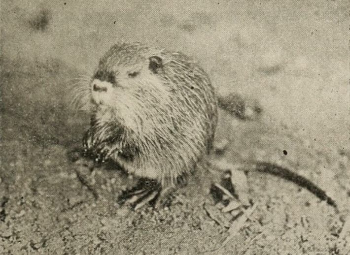 The Book of Nature photo