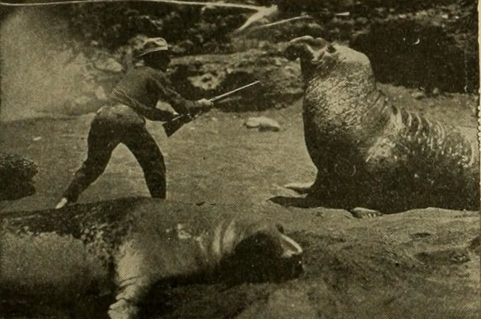 The Capture of a Sea Elephant and Hunting Wild Game in the South Pacific Islands photo