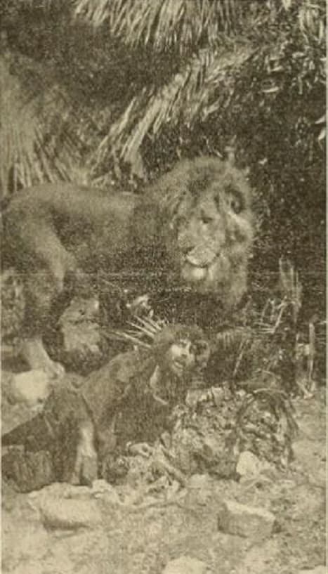 The Mysterious Man of the Jungle