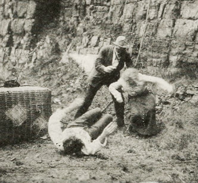 The Perils of Pauline photo