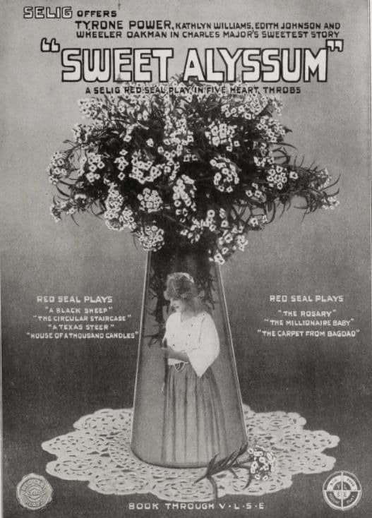 Sweet Alyssum photo