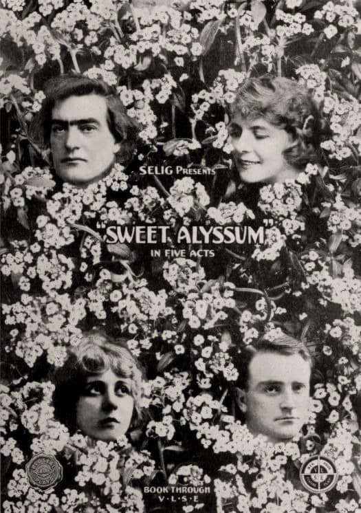 Sweet Alyssum photo