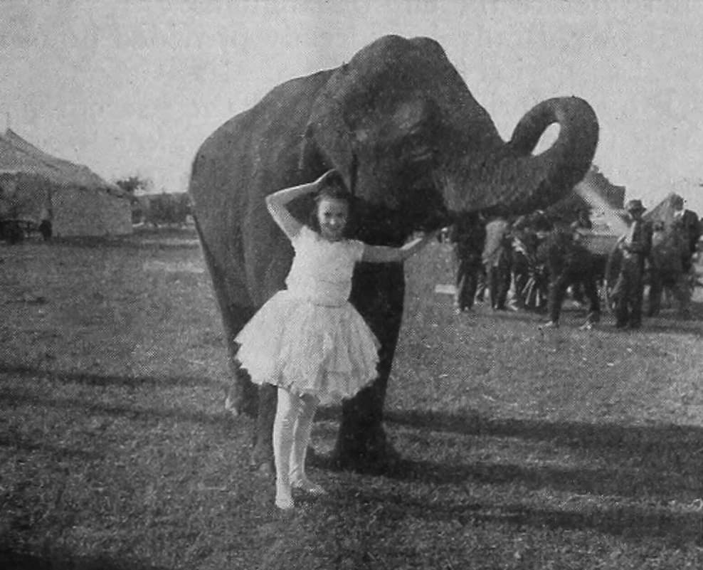 The Sawdust Ring photo