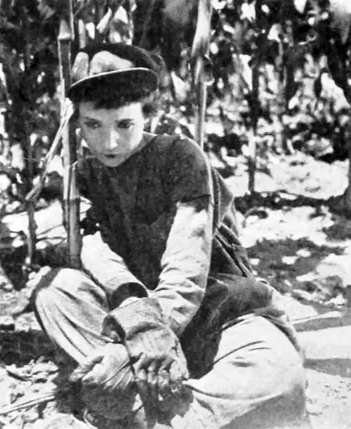 Over the Garden Wall