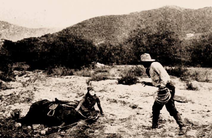 The Tiger's Trail photo