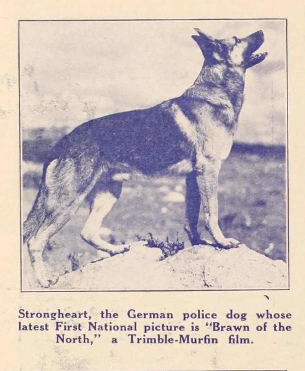 Brawn of the North photo