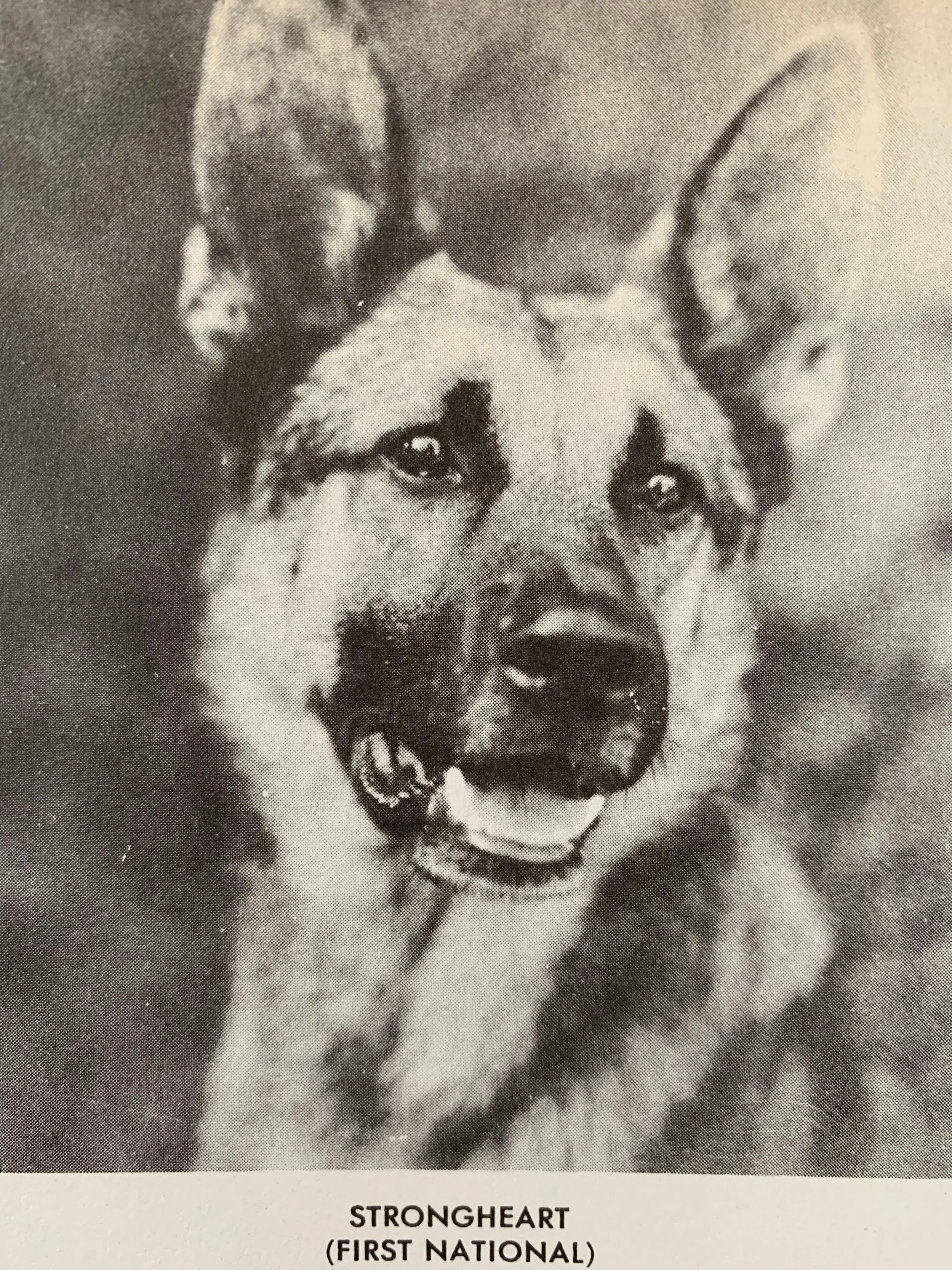 Brawn of the North photo