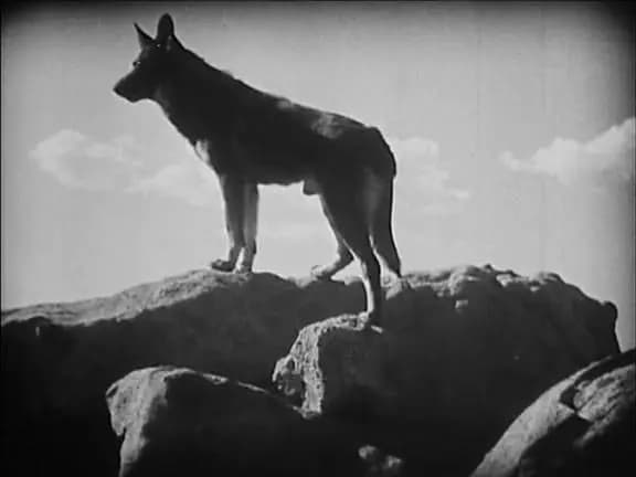 Clash of the Wolves photo