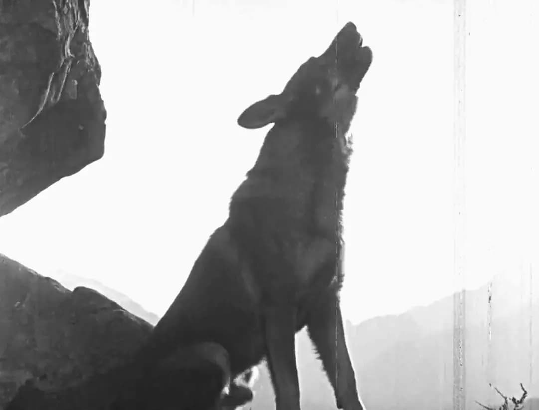 Clash of the Wolves