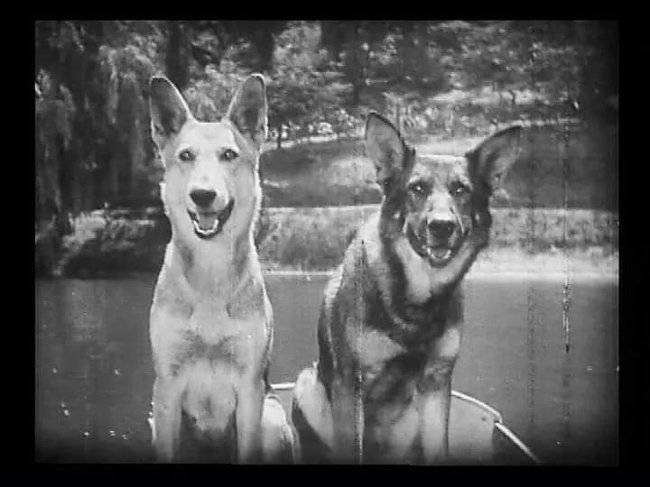 Clash of the Wolves