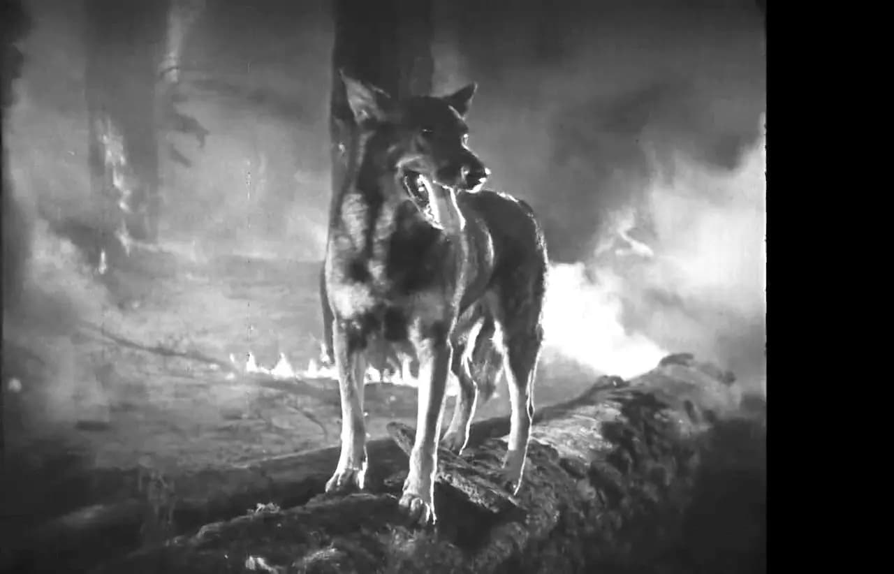 Clash of the Wolves