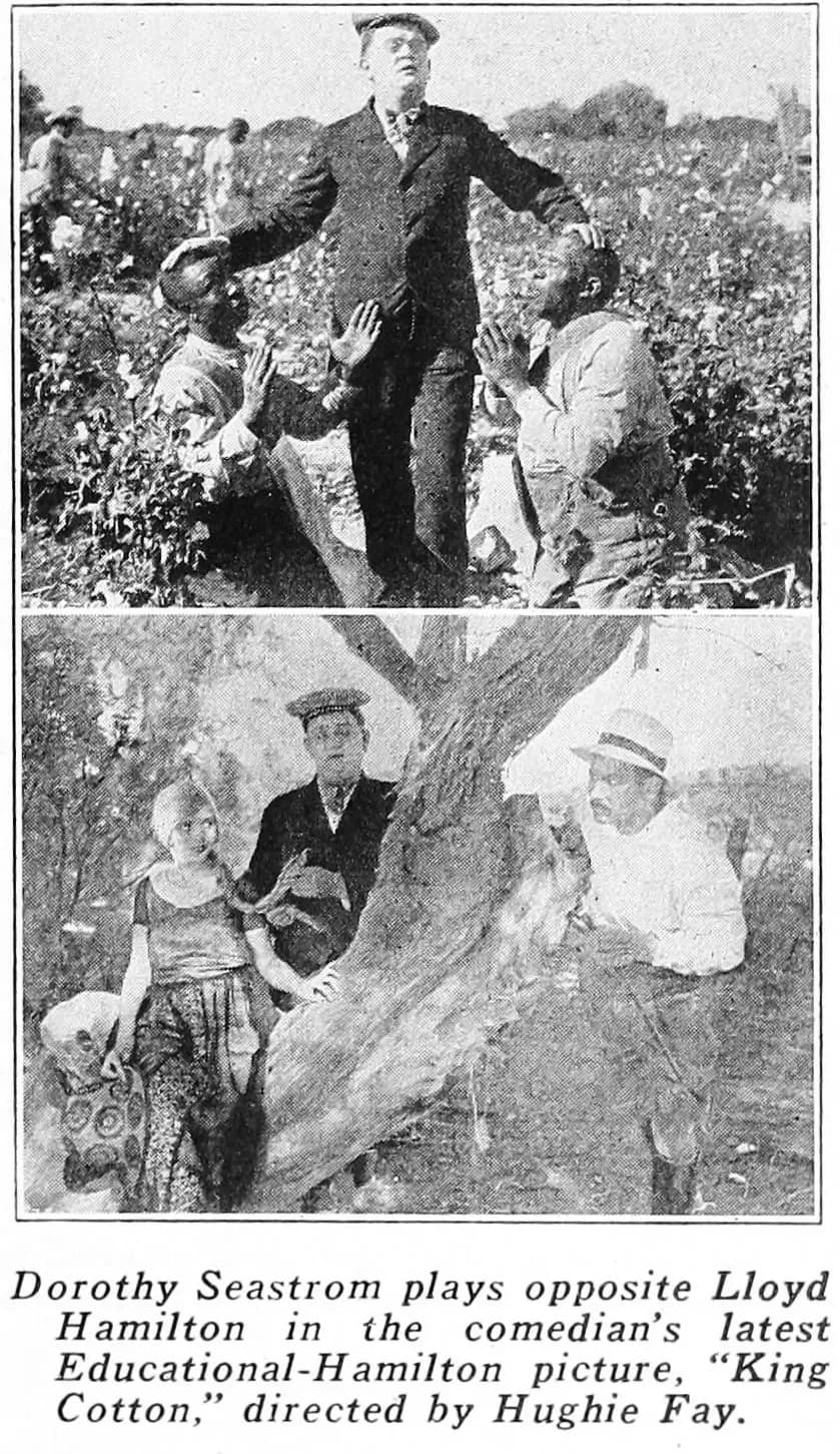 King Cotton photo