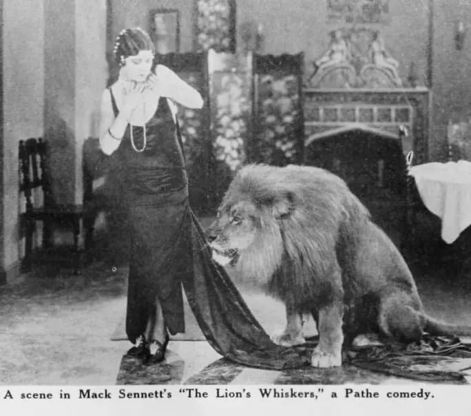 The Lion's Whiskers