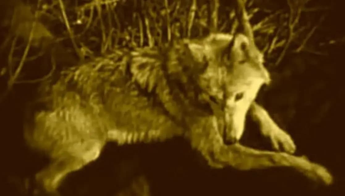 Wolfblood photo