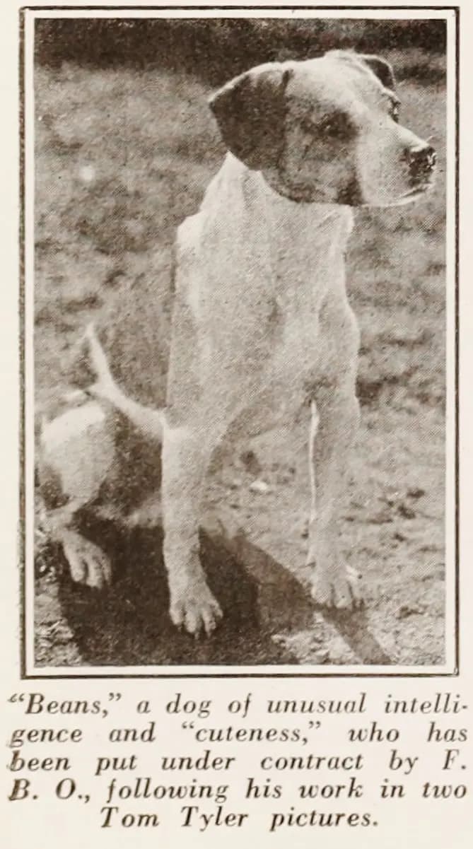 The Wyoming Wildcat