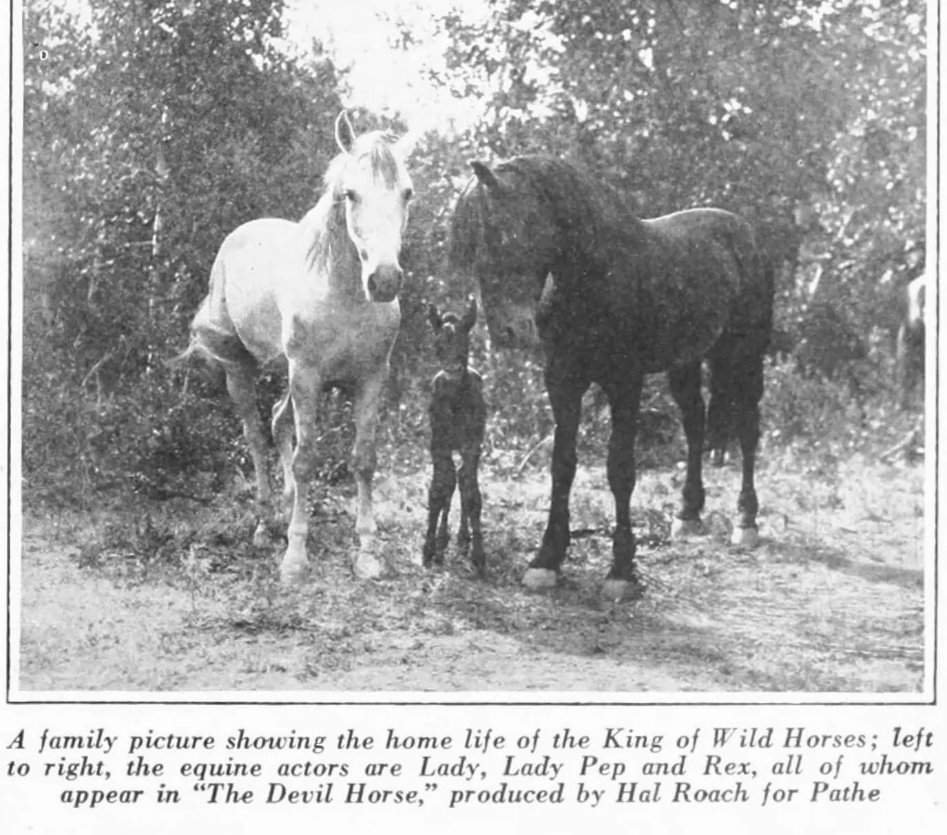 The Devil Horse photo