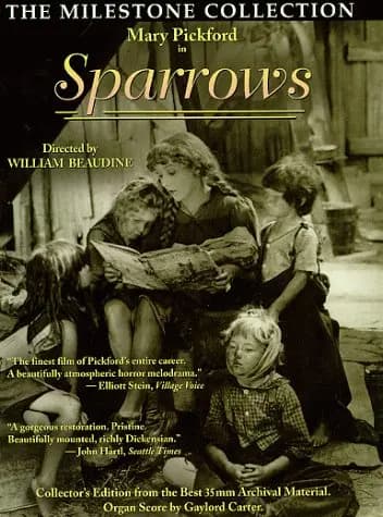 Sparrows photo