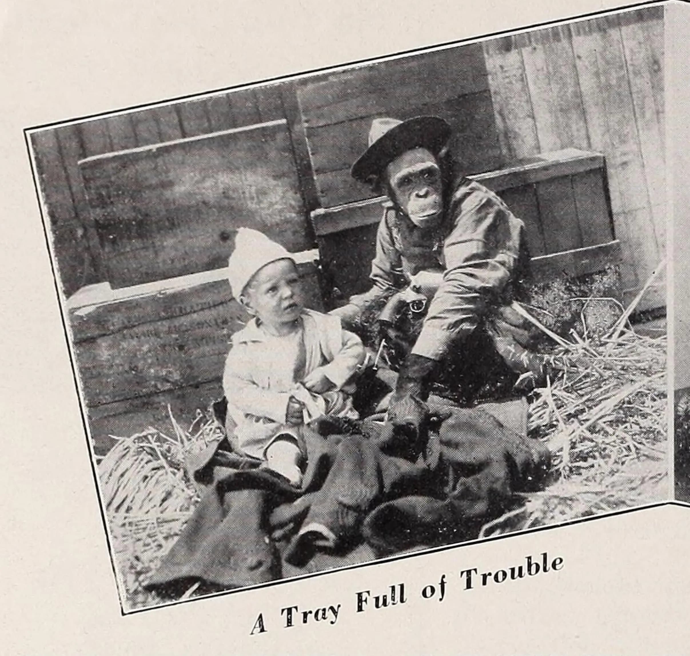 A Tray Full of Trouble