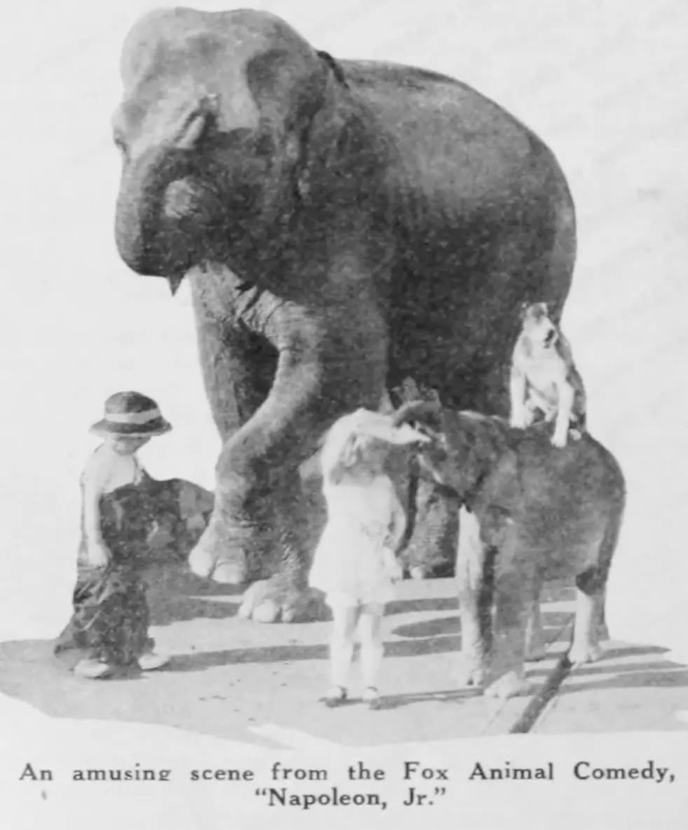 Napoleon, Jr. photo