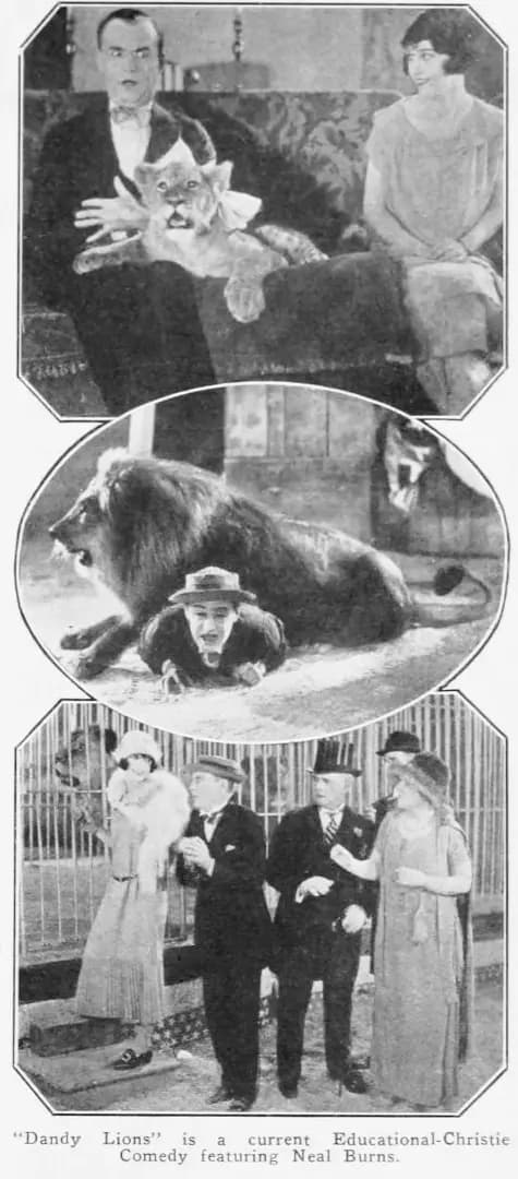 Dandy Lions
