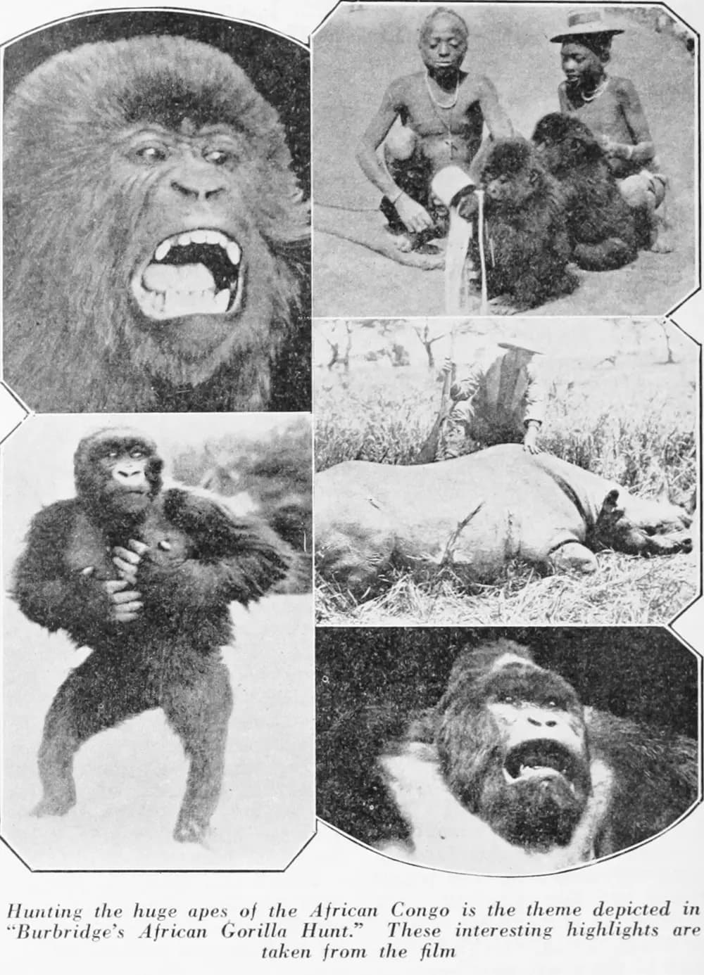 The Gorilla Hunt photo