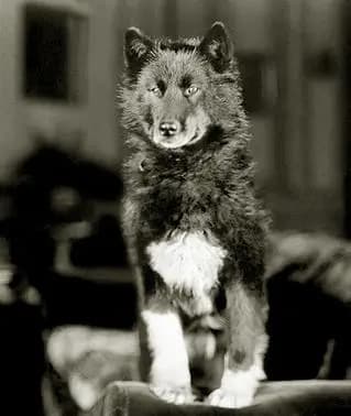 Balto's Race to Nome photo