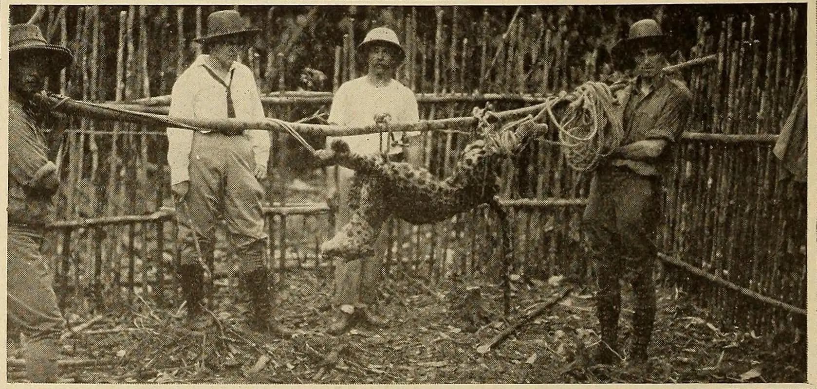 Wild Beasts of Borneo