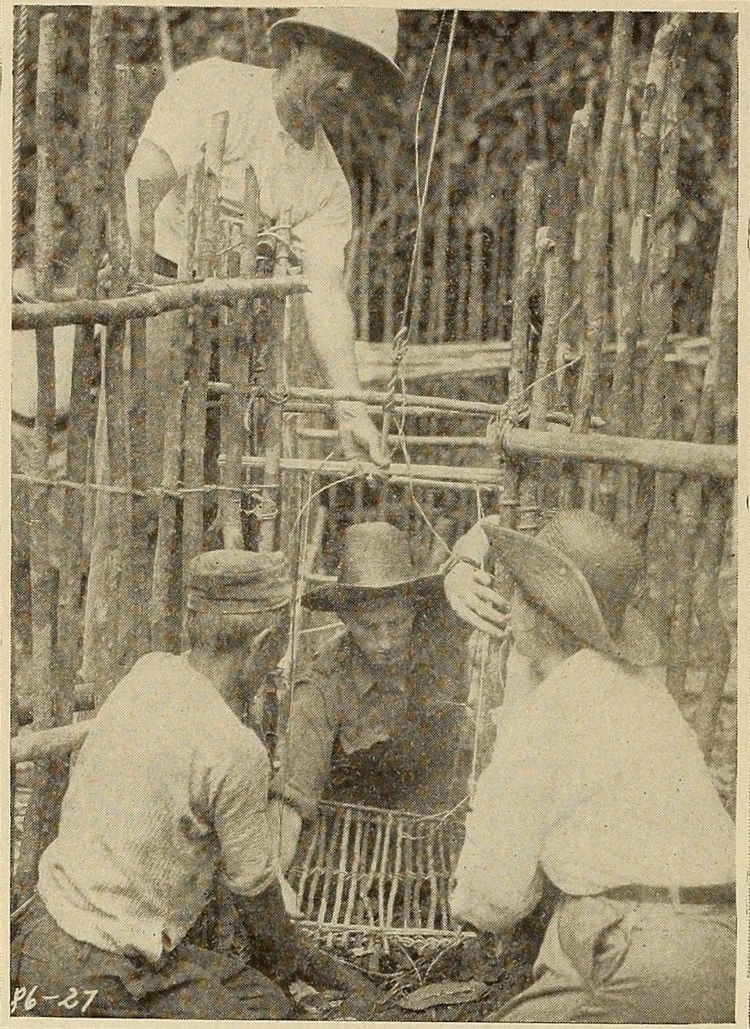 Wild Beasts of Borneo