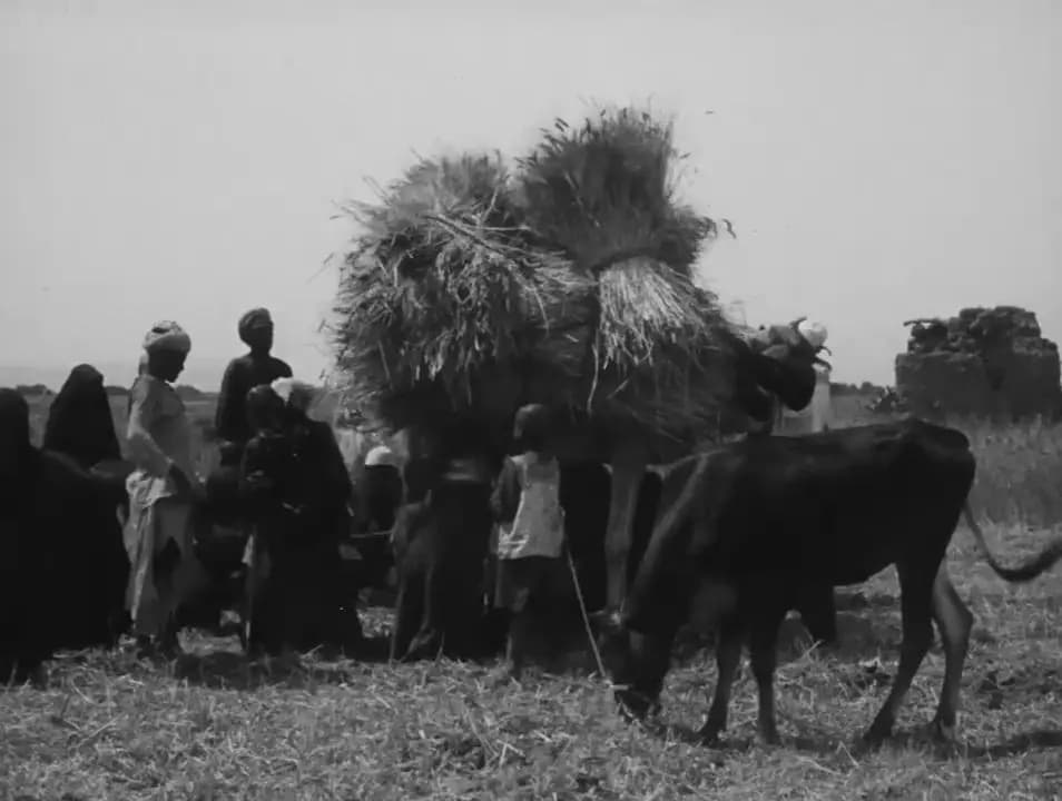 Daily Life in Egypt: Ancient and Modern
