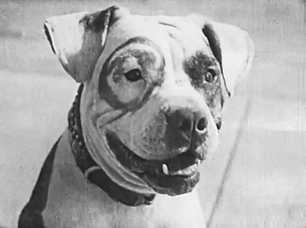 Buster's Skyrocket
