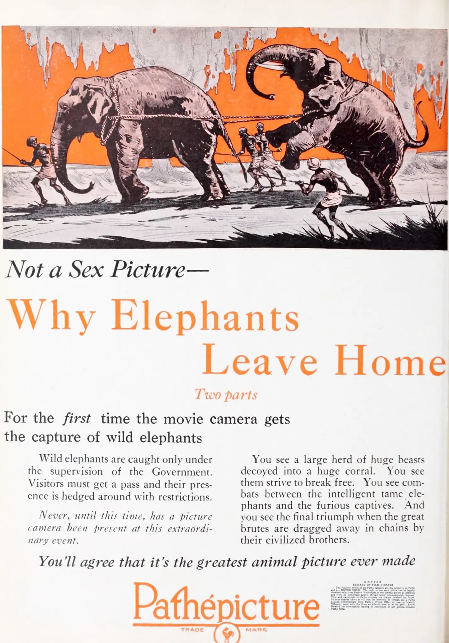 Why Elephants Leave Home