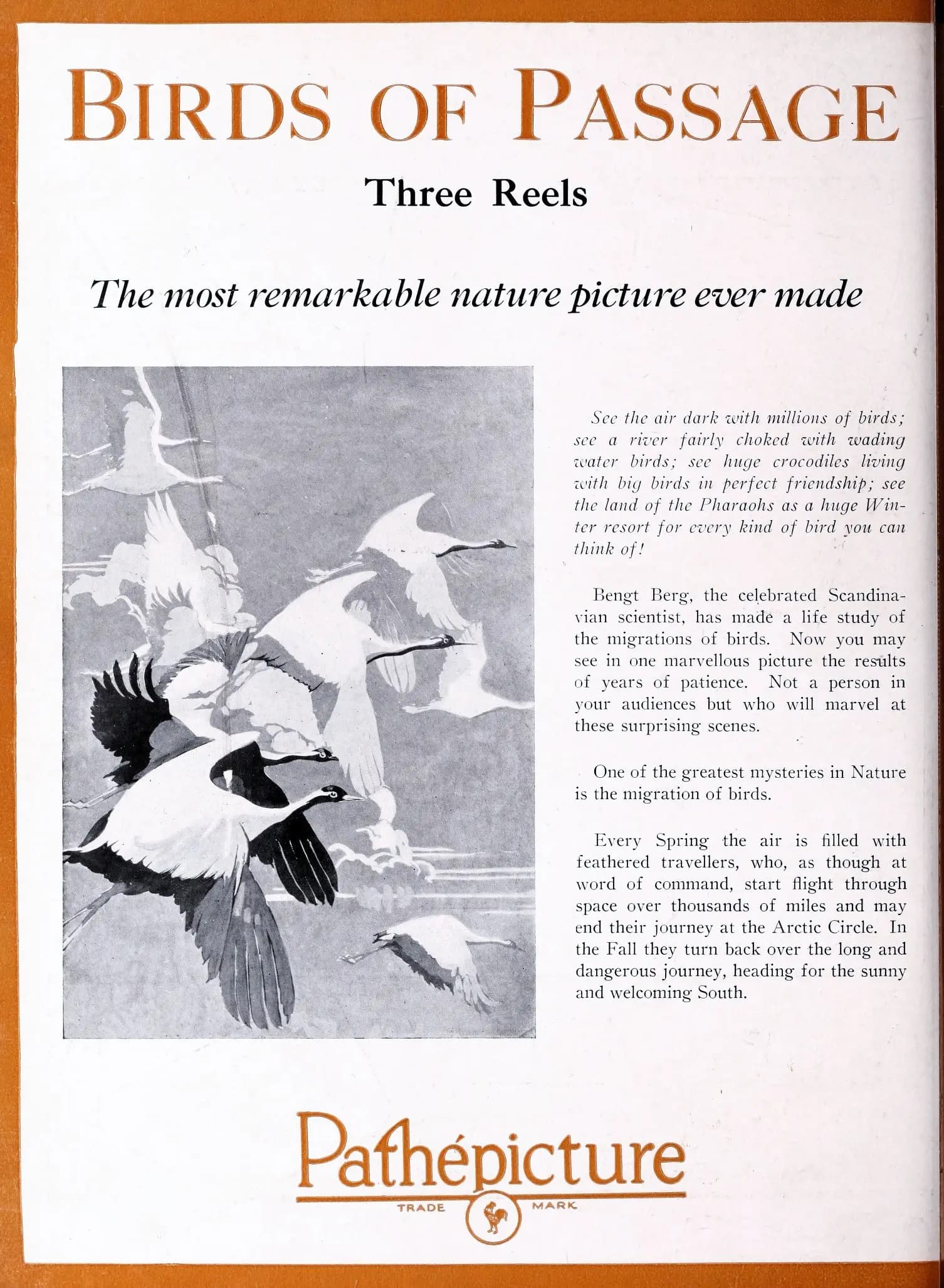 Birds of Passage