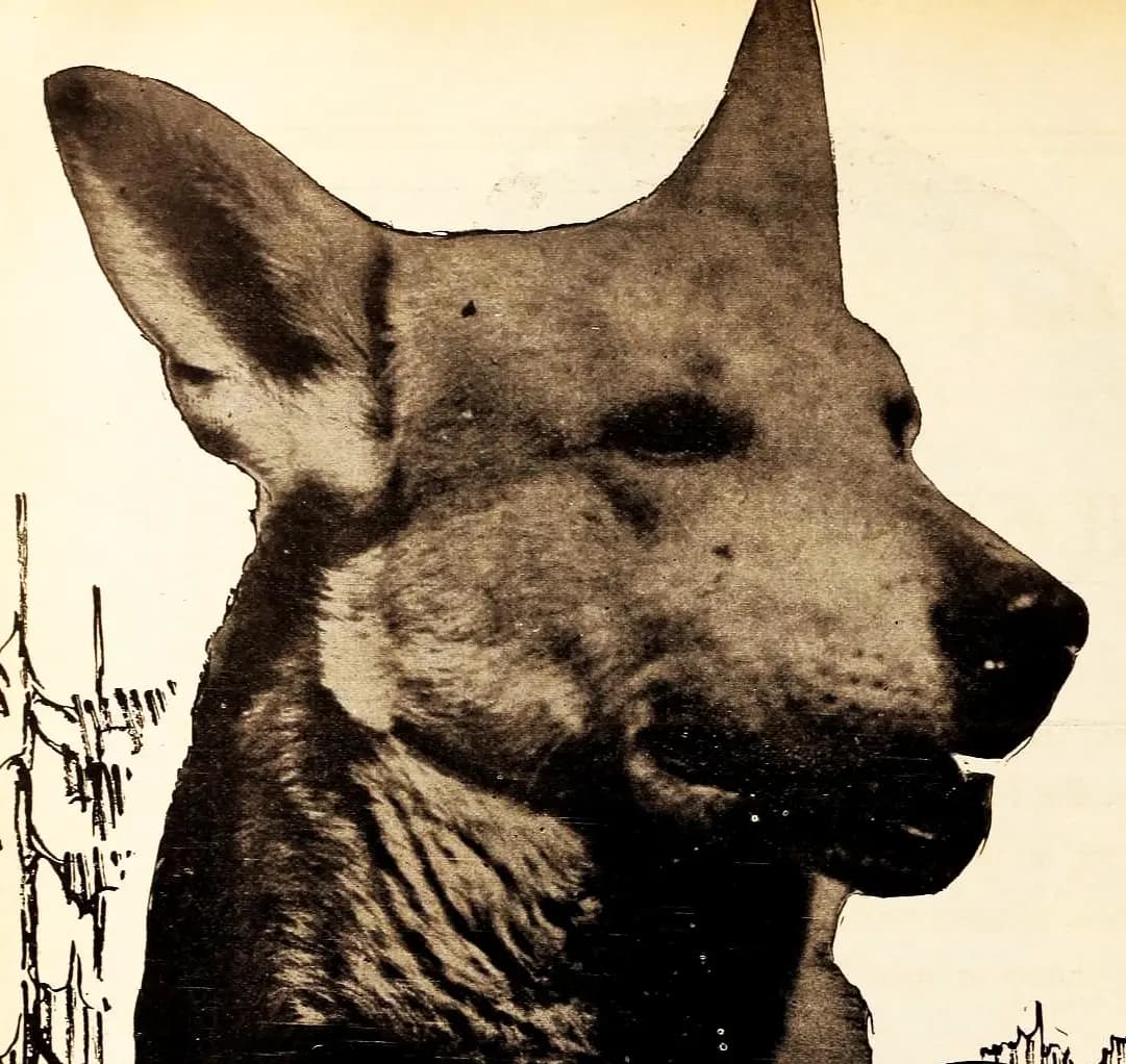 Lightning the Dog