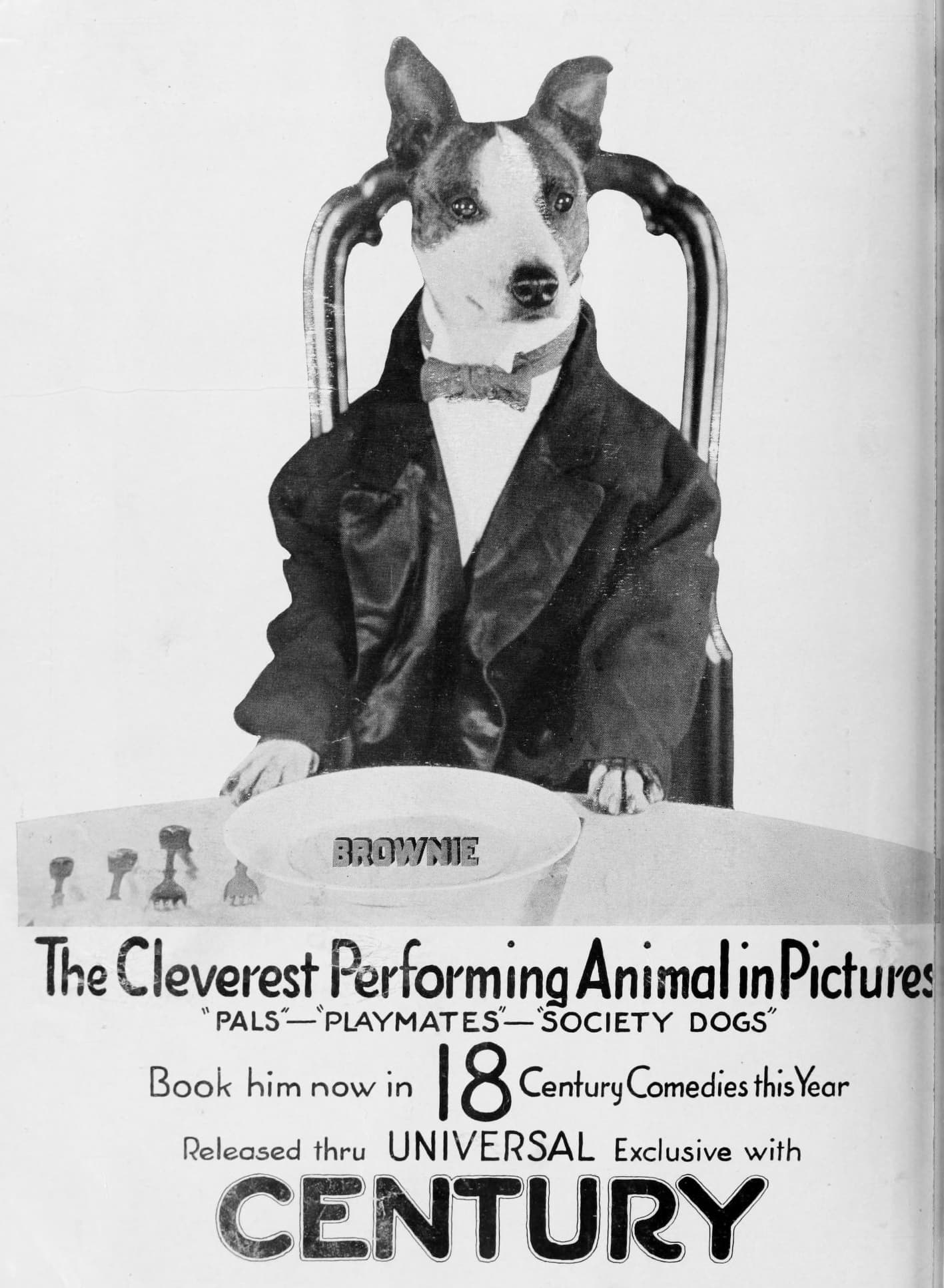 Society Dogs poster – Cult Cinema